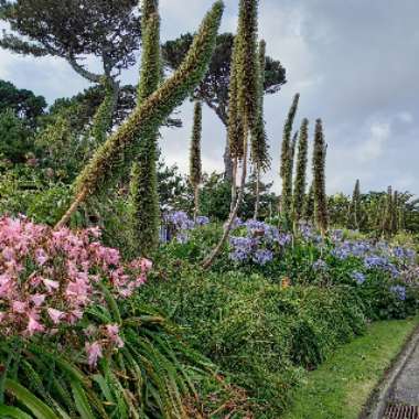 T's garden
