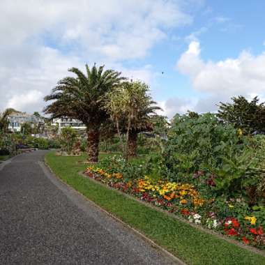 T's garden
