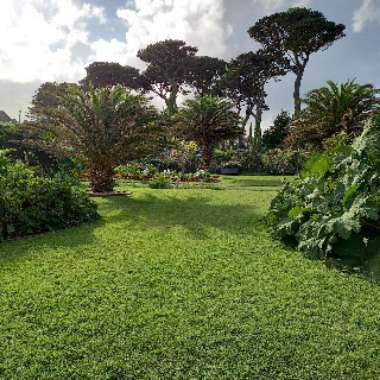 T's garden