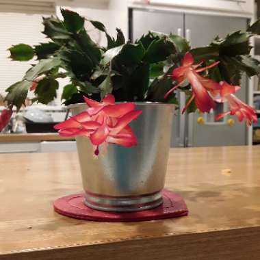Christmas Cactus