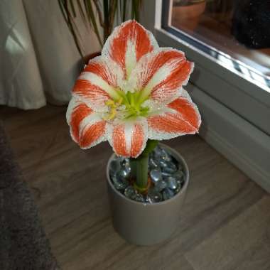 Hippeastrum (Amaryllis)