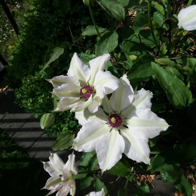 plant image 376345