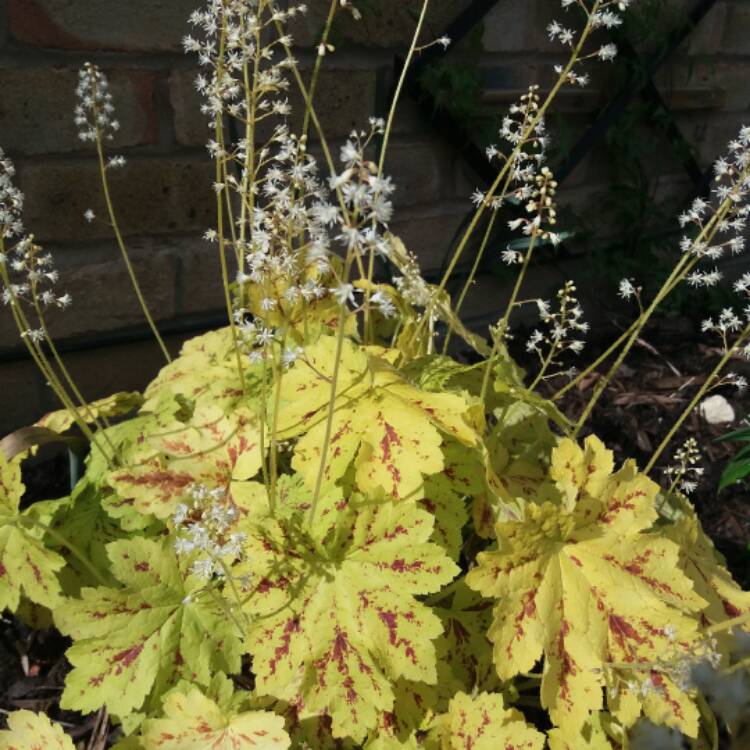 plant image 379295