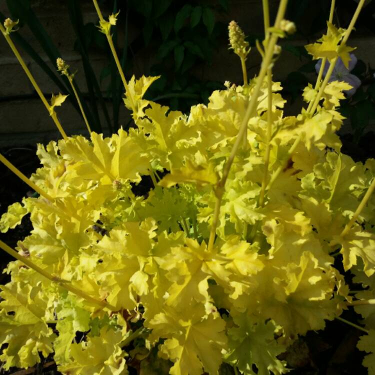 Plant image Heuchera 'Lime Ruffles'