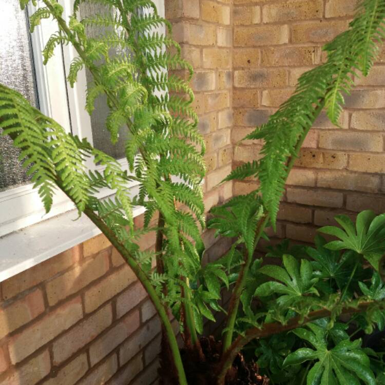 plant image 427898