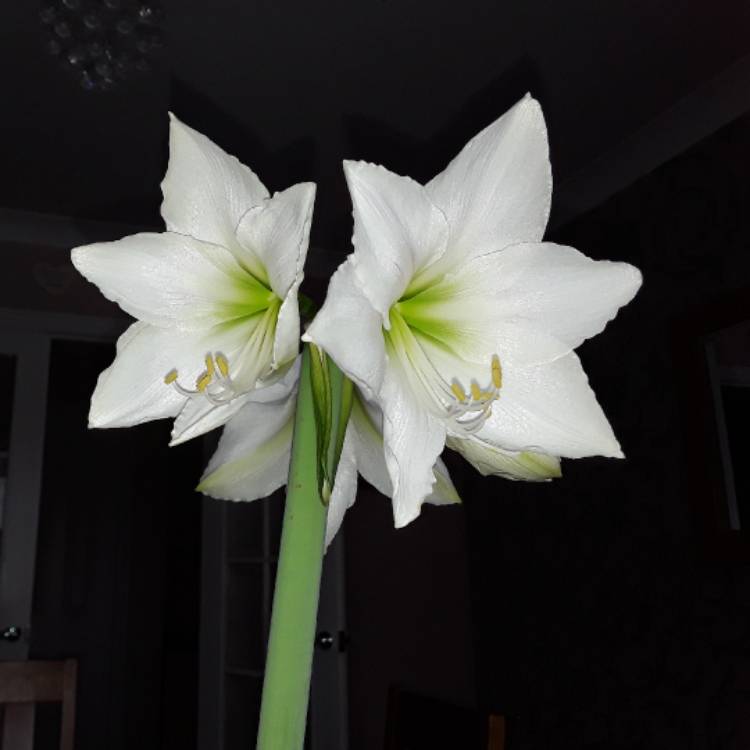 plant image 604709 plant image 604709