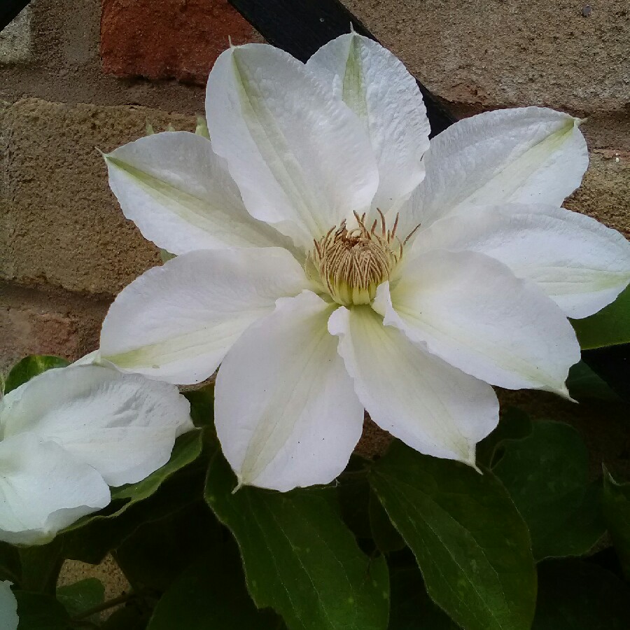 plant image 68917