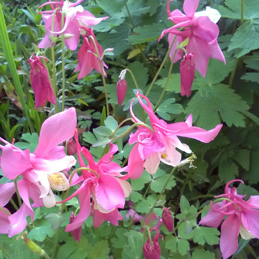 plant image 70084 plant image 70084