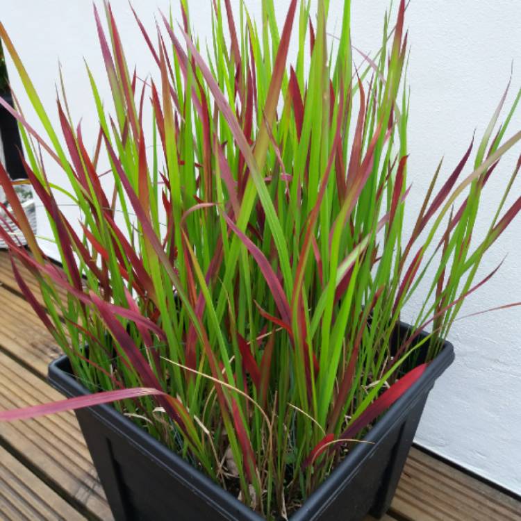 plant image 720102