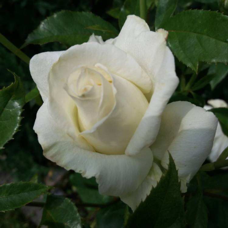 Rosa 'Poulari' syn. Rosa 'Silver Anniversary', Rosa 'Roy Black', Rosa ...