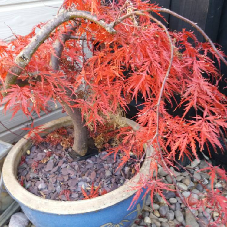 plant image 884887