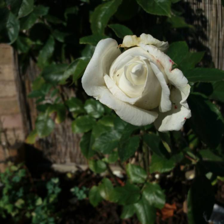 plant image 884891 plant image 884891