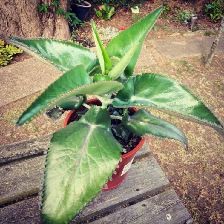 Plant image Kalanchoe daigremontiana syn. Bryophyllum daigremontianum