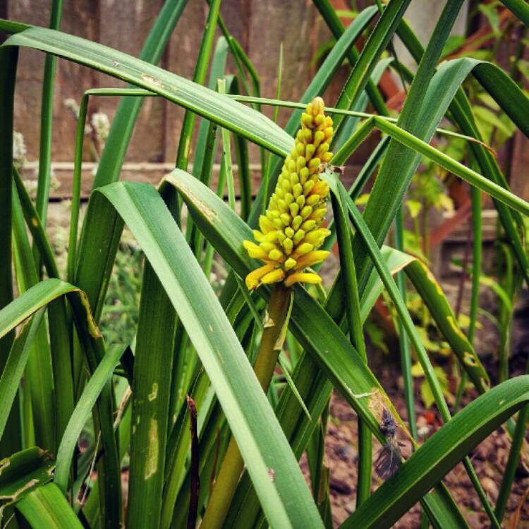 Plant image Kniphofia 'Atlanta'