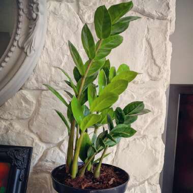 Zamioculcas zamiifolia