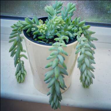 Sedum Morganianum