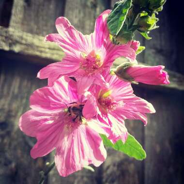 Lavatera x clementii 'Rosea'