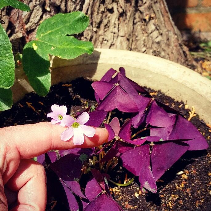 Plant image Oxalis 'Black Velvet'