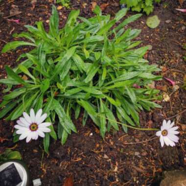 Osteospermum Ecklonis 'Akila White Purple Eye'