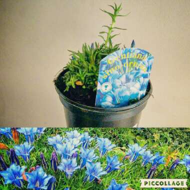 Gentiana sino-ornata