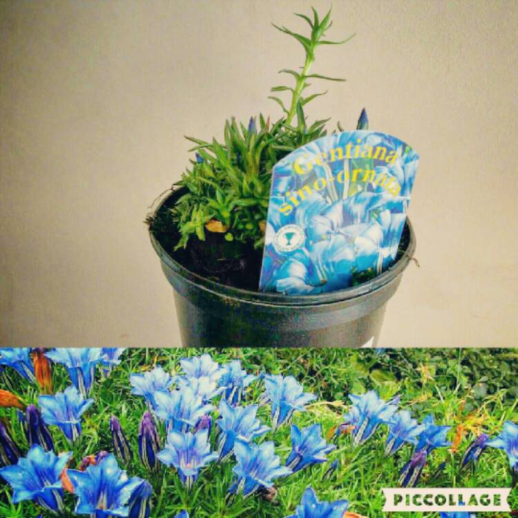 Plant image Gentiana sino-ornata