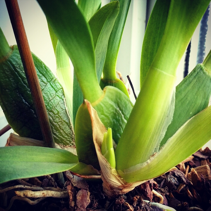 Plant image Brassia Orchid