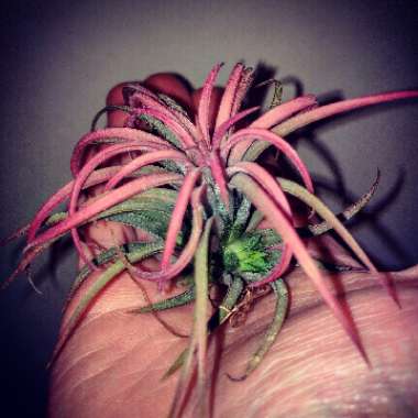 Tillandsia kolbii syn. Tillandsia ionantha var. scaposa, Tillandsia scaposa