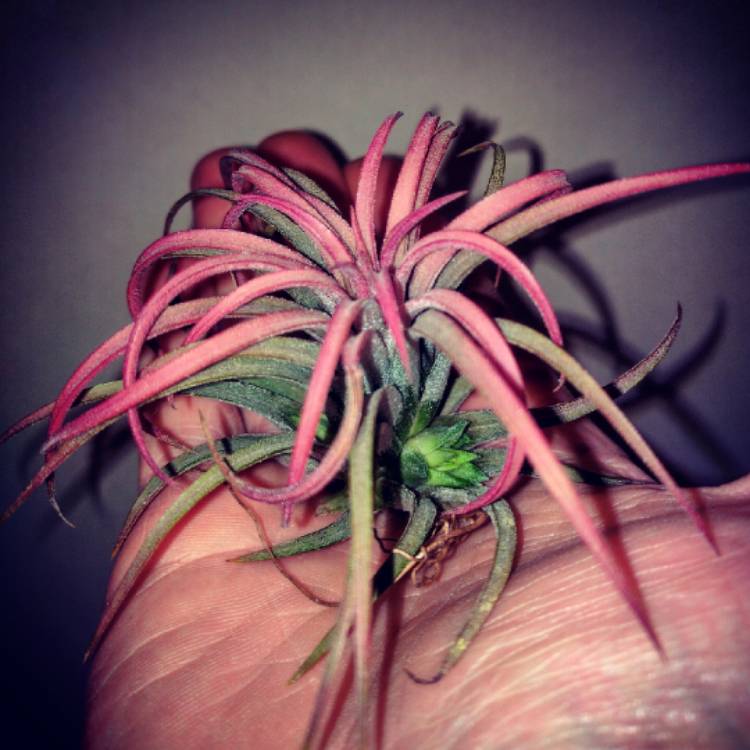 plant image 270069