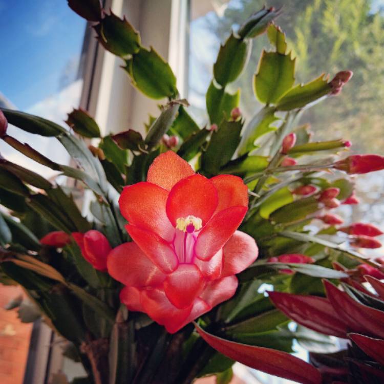 Plant image Schlumbergera truncata Rio Brazil