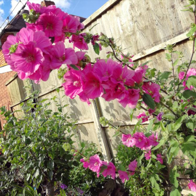 plant image 473590