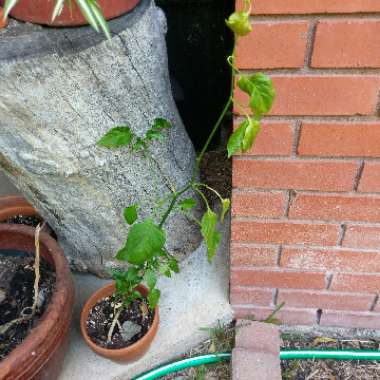 Capsicum Annuum 'Jalapeno'