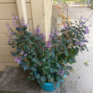 Plectranthus 'Mona Lavender'