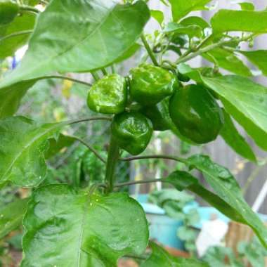 Chilli Pepper 'Habanero'