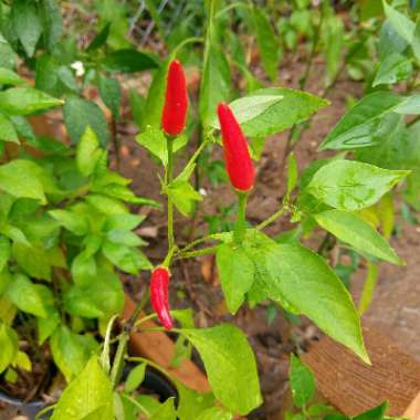 Thai Chilli Pepper