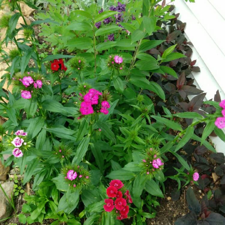 plant image 1051739 plant image 1051739