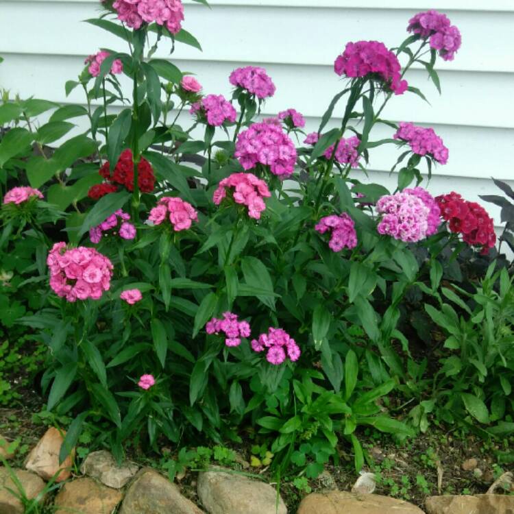 plant image 1058595 plant image 1058595