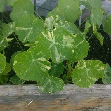 Tropaeolum majus 'Alaska Mix'