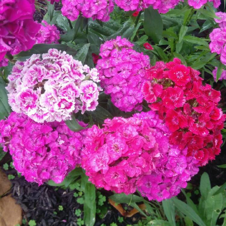 plant image 1074463 plant image 1074463