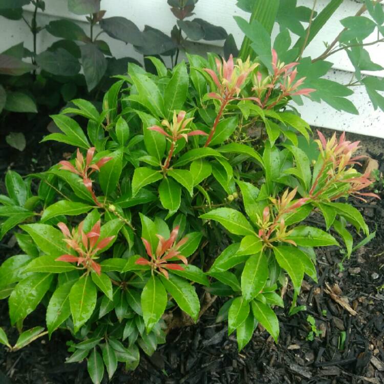 Plant image Pieris japonica 'Scarlett O'Hara'