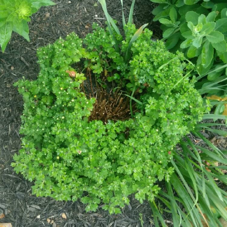 plant image 1074488 plant image 1074488