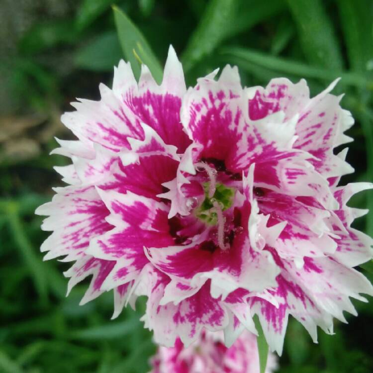 plant image 1074536 plant image 1074536