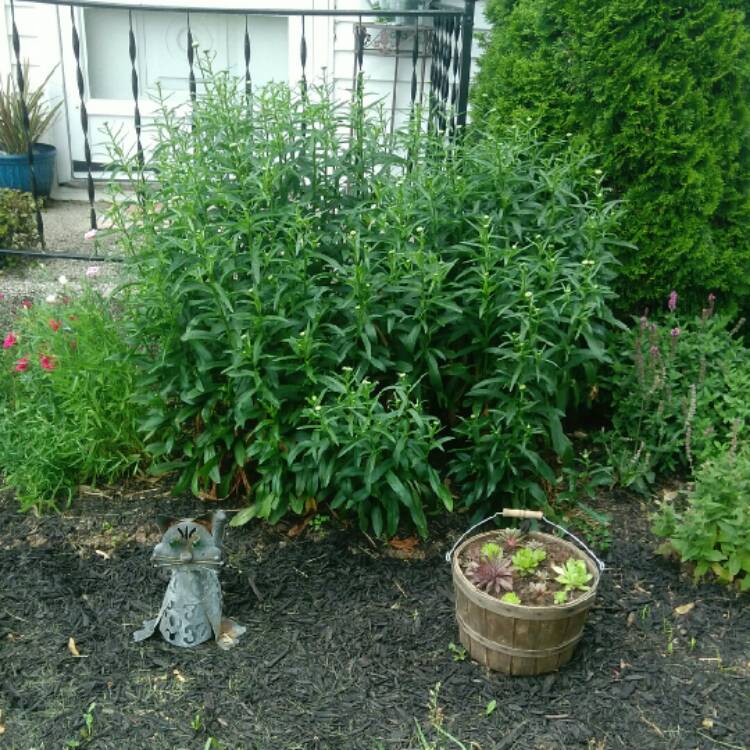 plant image 1074537 plant image 1074537