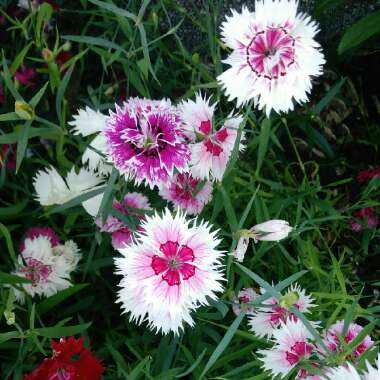 Sweet William