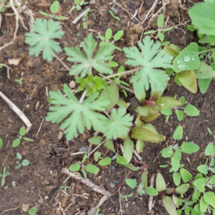 plant image 397318