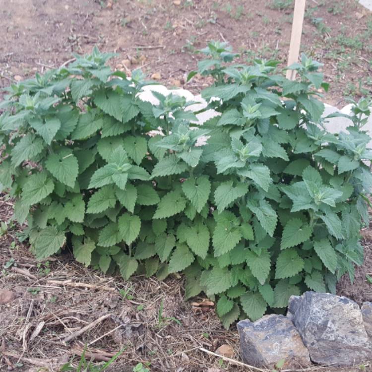 plant image 407756