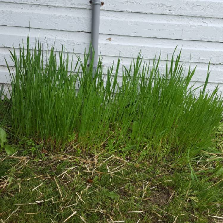 Plant image Avena Sativa