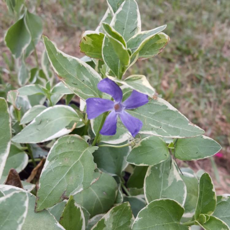 plant image 414563