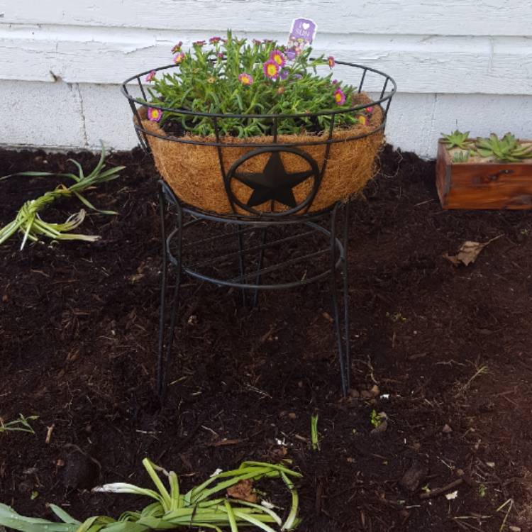 plant image 429453