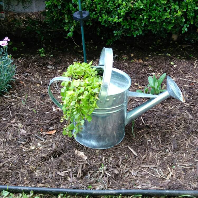 plant image 436568