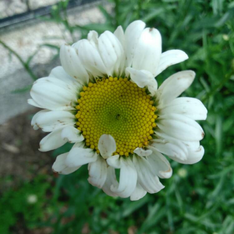 plant image 448239 plant image 448239